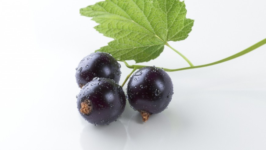 Blackcurrant_Wip2c_06_18